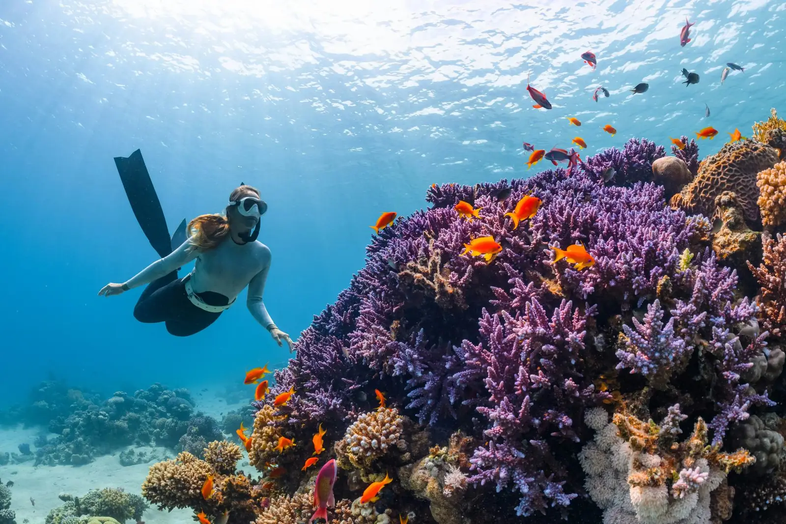 A freediver gliding towards a purple coral bommie surrounded by orange anthias, with sunlight streaming from the surface